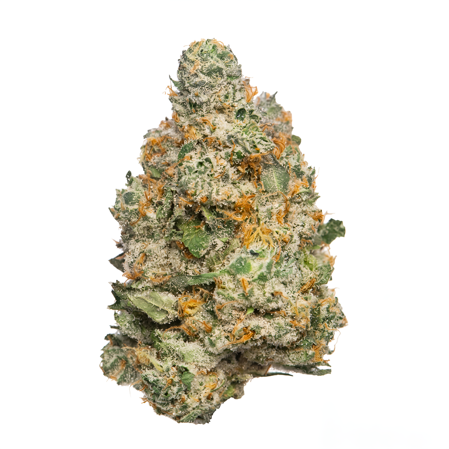 APPLE FRITTER - HIGH FLOWER