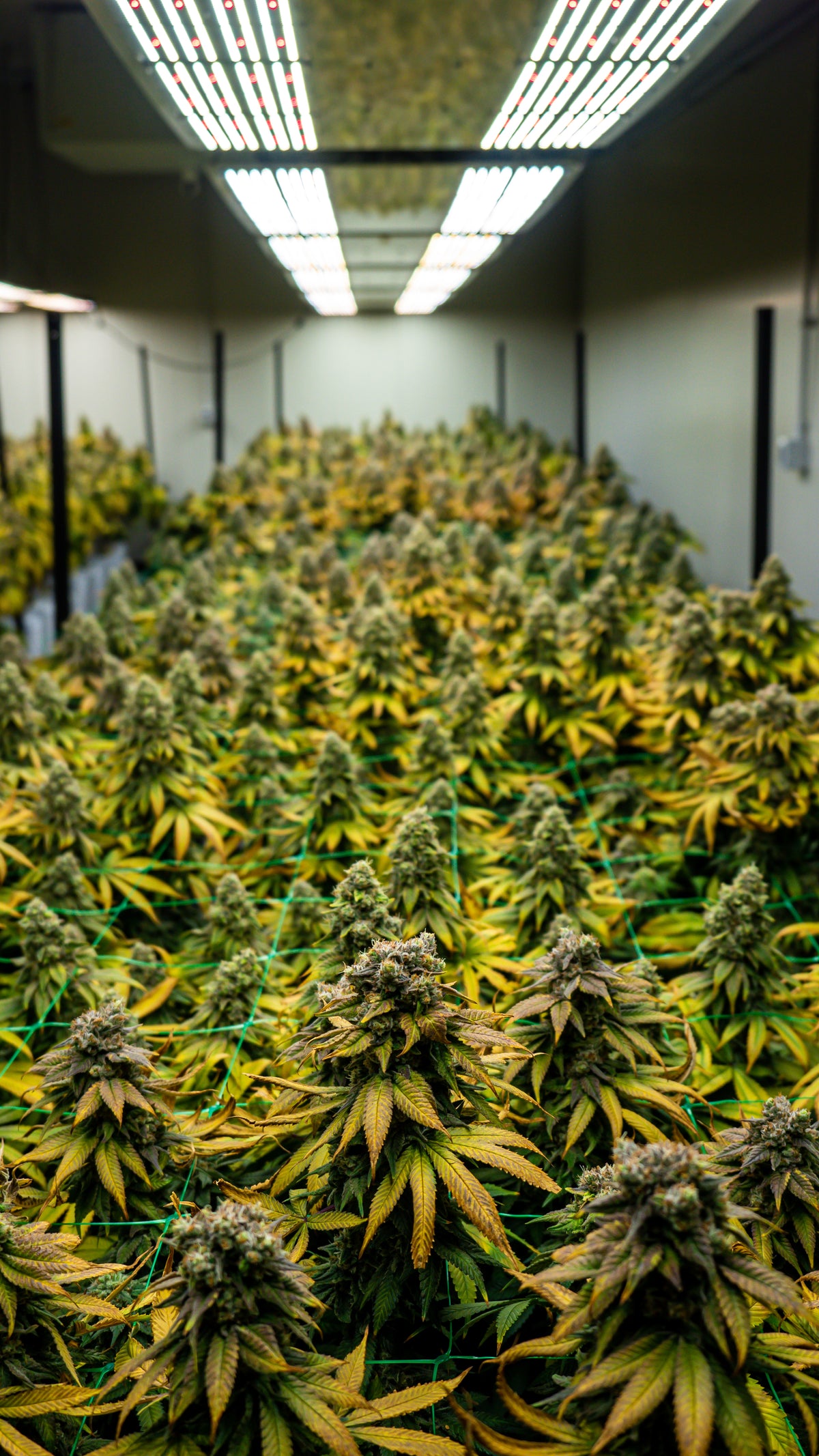 Indoor Grow